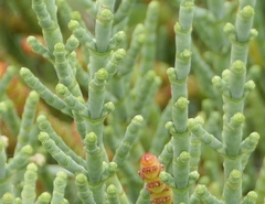 Arthrocaulon macrostachyum