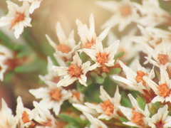 Goniolimon italicum