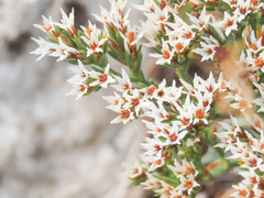 Goniolimon italicum
