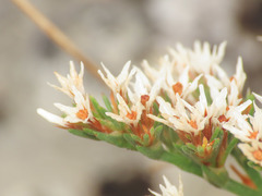 Goniolimon italicum