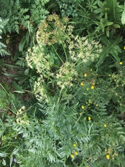 Ligusticum porteri