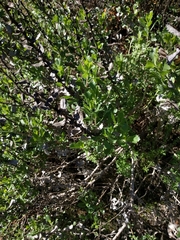 Hazardia squarrosa grindelioides