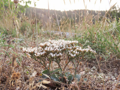 Goniolimon italicum