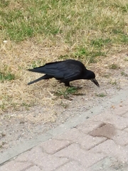 Corvus frugilegus