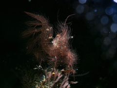 Phycocaris simulans