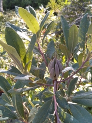Rhododendron canadense