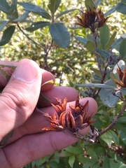 Rhododendron canadense