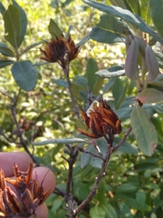 Rhododendron canadense
