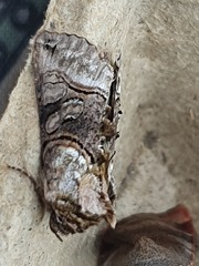 Abrostola tripartita
