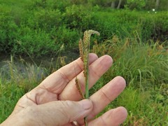 Echinochloa muricata microstachya