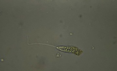 Peranema trichophorum