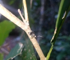 Polyrhachis foreli