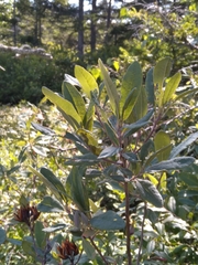 Rhododendron canadense