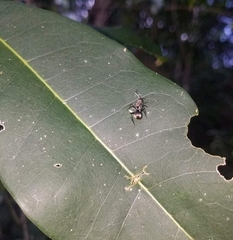 Polyrhachis foreli