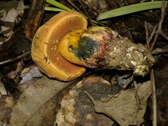 Suillellus queletii