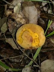 Suillellus queletii