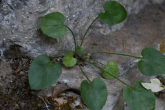 Viola rupestris
