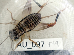 Mjobergella warra