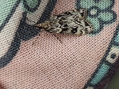 Eudonia truncicolella