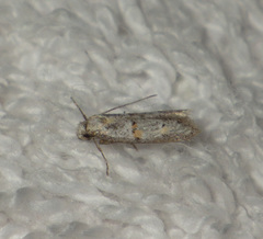 Symmocoides oxybiella