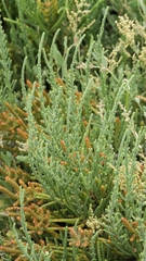 Arthrocaulon macrostachyum