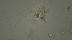 Peranema trichophorum