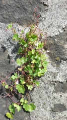 Cymbalaria muralis