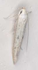 Haplochrois bipunctella