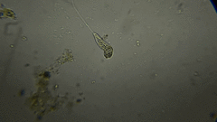 Peranema trichophorum