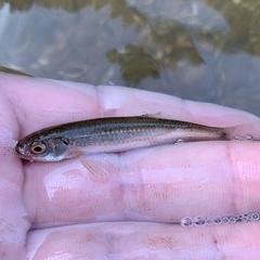 Notropis micropteryx