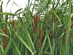 Typha × glauca