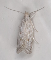Helcystogramma chambersella