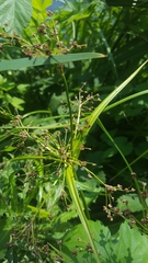 Scirpus sylvaticus