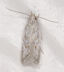 Helcystogramma chambersella
