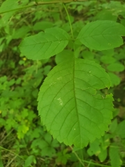 Fraxinus quadrangulata