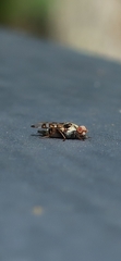 Myennis octopunctata