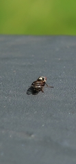 Myennis octopunctata