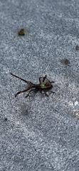 Gonocerus acuteangulatus