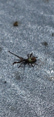 Gonocerus acuteangulatus