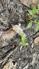 Neocicada hieroglyphica