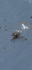 Gonocerus acuteangulatus