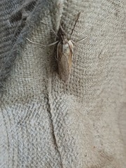 Agriphila tristella
