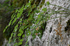 Athamanta macedonica