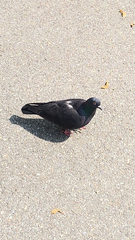 Columba livia domestica