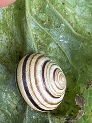 Caucasotachea vindobonensis