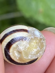 Caucasotachea vindobonensis