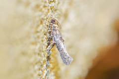 Agnippe biscolorella