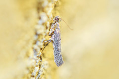 Agnippe biscolorella