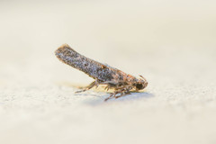 Agnippe biscolorella