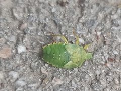 Acanthosoma haemorrhoidale